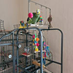 babble ball for birds