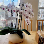 Simply Elegant Orchid Garden