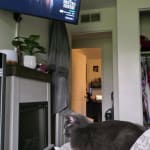 User submitted media