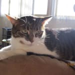 User submitted media