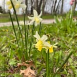 パネライ 希少 Multi-Flowering Dwarf Bourgondien van K. Shop | Toto Daffodil トップス