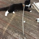 Zee Cat Phantom Cat Harness and Leash Set Multi Coloured Pets At