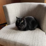 Gray tweed curved back jaden 2025 chair