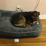 Beautyrest Large Ultra Plush Cuddler Pet Bed - Gray