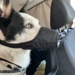 Pets at home best sale muzzle