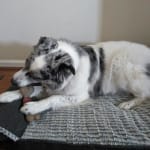 User submitted media