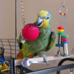 babble ball for birds