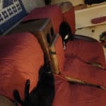 User submitted media