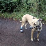 ouch that hurt dog boot