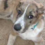 Blue Life Protection Formula Natural Chicken and Brown Rice Puppy