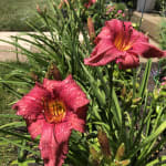 Daylily Little Business K Van Bourgondien