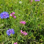 Dry Meadow Wildflower Seed Mix