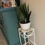 buy online snake plant Buy Sansevieria Laurentii Plant Online in USA