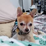 Zd canned clearance dog food