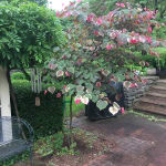 Carolina Sweetheart Redbud At Spring Hill Nursery
