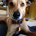 fruitables bioactive