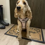 Barbour dog on sale lead pink