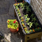 grafted bell pepper seedlings set of 3 gardener s supply