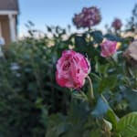 Rose 'Neil Diamond' — Green Acres Nursery & Supply