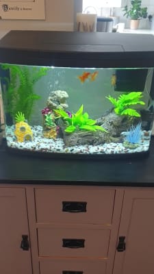 Love fish panorama tank 64 sales litre