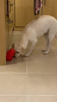 Pets at top home kong wobbler