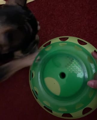 Petstages Catnip Chase Track Interactive Cat Toy Pets At Home