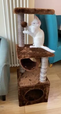 cat tree pets at home