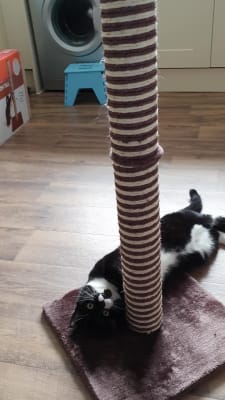 cat scratcher hammock