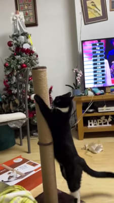 Thompson tall deals cat scratch post