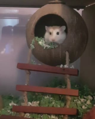 Hamster ladder pets at home outlet