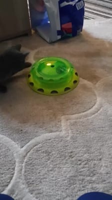 Petstages catnip chaser store