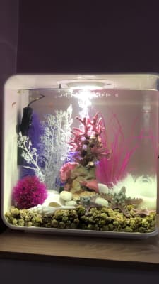 Eervol Misschien vee BiOrb Decor Aquarium Ornament Set 30 Litre Pink | Pets At Home