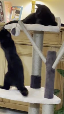 avery ascent cat scratch tower