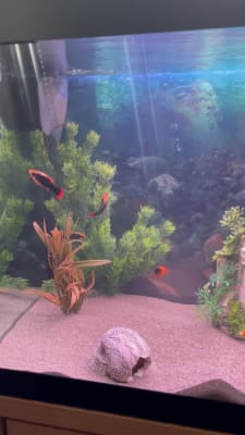 Pets at clearance home aquarium sand
