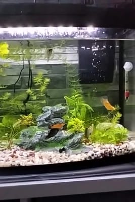 Love fish panorama sales tank 64 litre