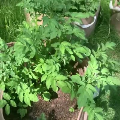 Gardener's Supply Potato Grow Bag Review