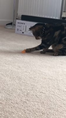 petstages wiggle worm