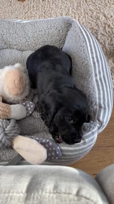 Milk bone dog toy plush online