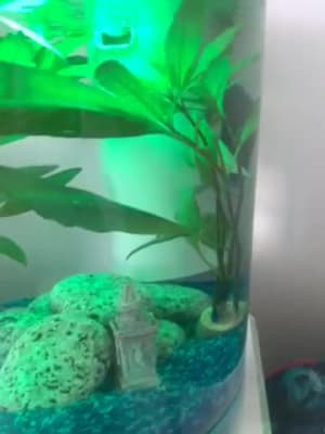 Marina 360 Aquarium LED Remote 4 Colours Fish Tank Filter Beginner Kids 10L  Nano