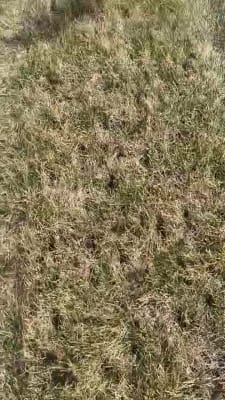Z-Aerate 24-inch and 30-inch Stand-On Aerators | Z Turf