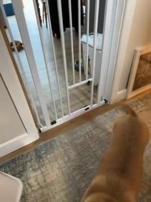 Stair blocker clearance for cats