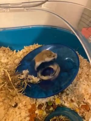 Sharples Small n Furry Flying Saucer Hamster Wheel Medium Pets